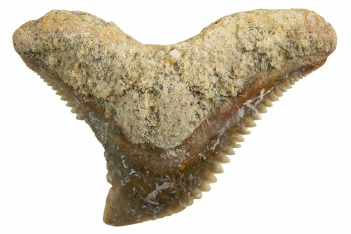 Tiger Shark (Galeocerdo Eaglesomi) Tooth - Dakhla, Morocco #327066